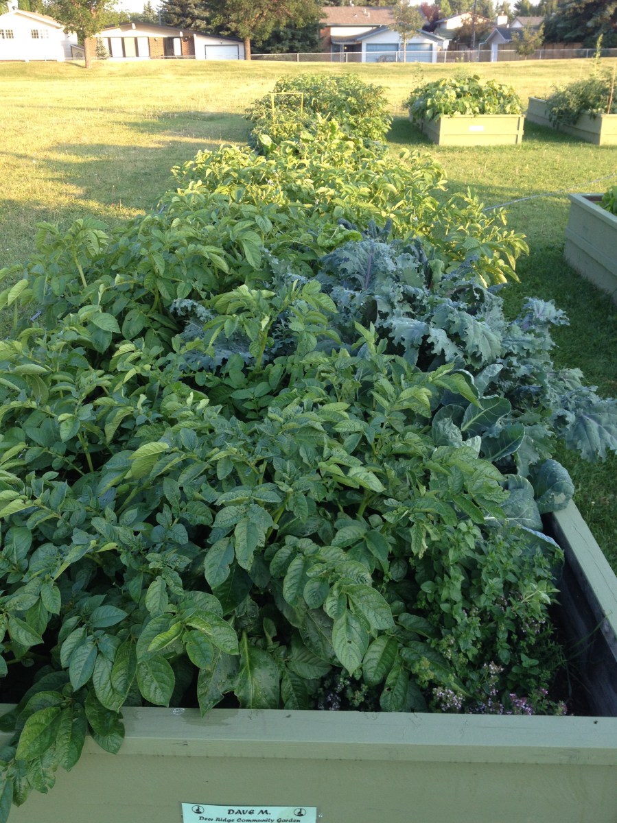 Deer Ridge CG-August 12, 2014 001