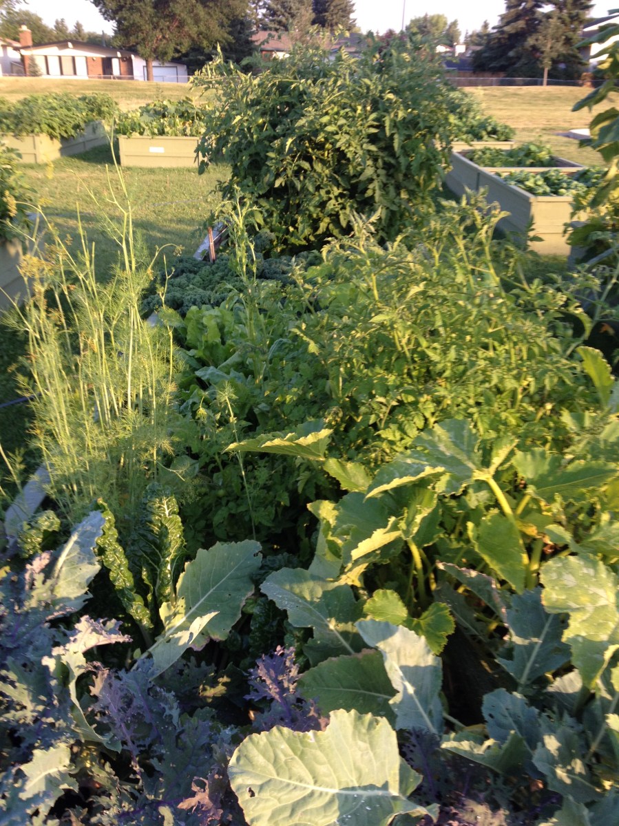 Deer Ridge CG-August 12, 2014 002